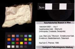 Foto (Objket + Etiketten) von Galatheoidea indet. 